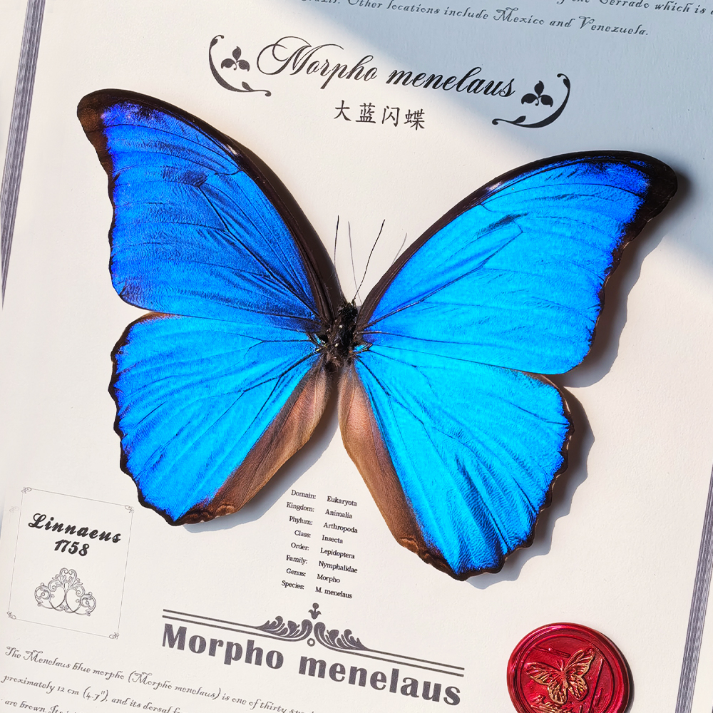 A1/A大蓝闪蝶蝴蝶标本装饰画艺术摆件精美蓝色标本展示框生日礼物