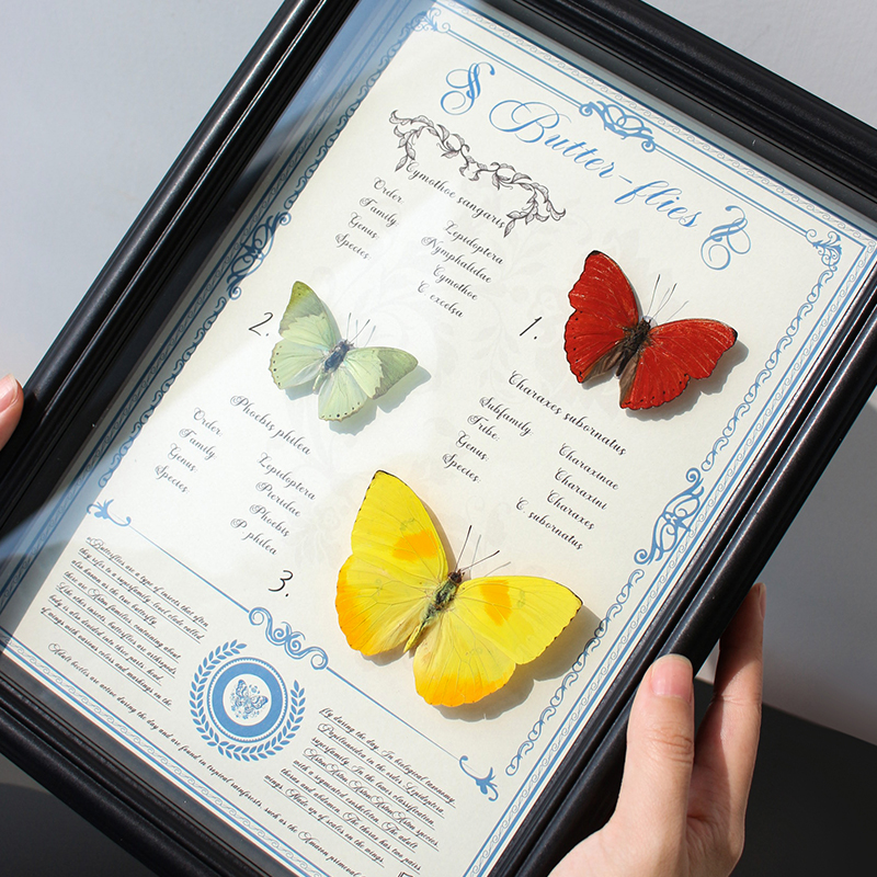 【红绿黄设计款】蝴蝶标本装饰画血漪蛱蝶+杏菲粉蝶+淡绿无螯蛱蝶