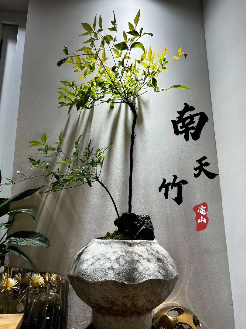 南天竹盆景盆栽植物客厅庭院内外老桩好养花卉绿植四季常青盆景