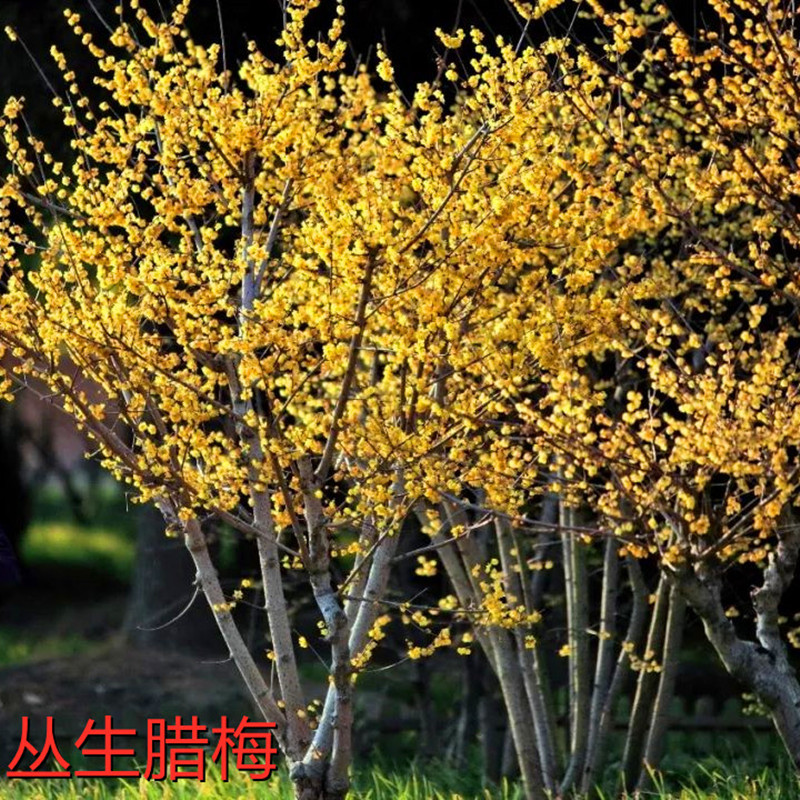 丛生腊梅树苗老桩盆栽棒棒糖嫁接素心腊梅树庭院地栽植物四季开花