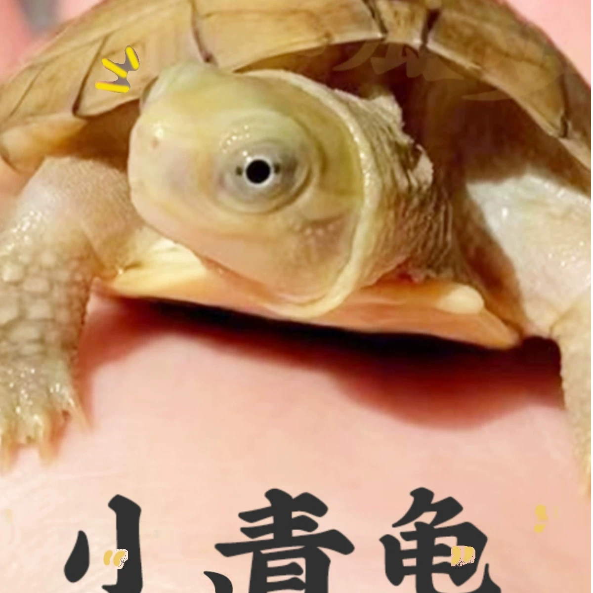 【100-200】人工养殖皖南小青龟笑脸龟小苗约5厘米直播间挑选链接