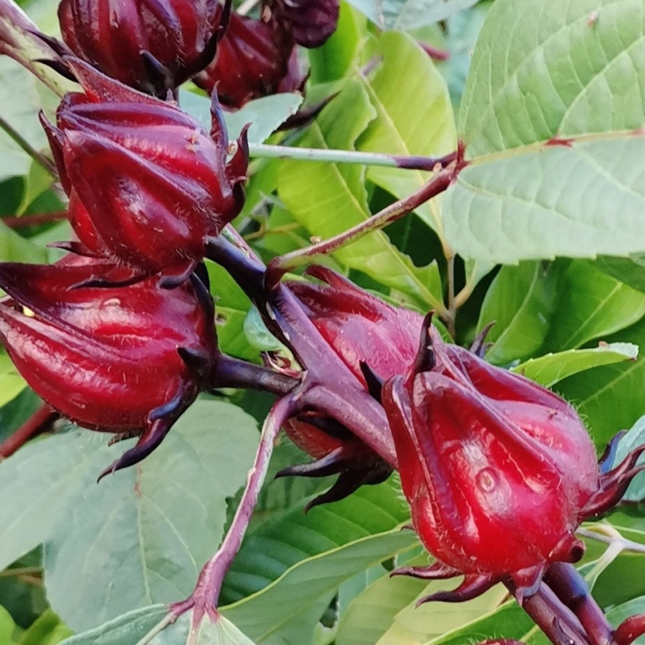 广西新鲜红桃K生态种植玫瑰茄泡酒果脯酵素现摘现发