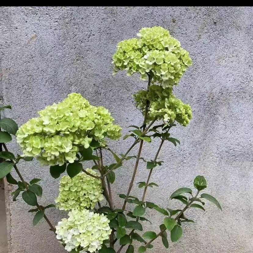 中华木绣球大花斗球