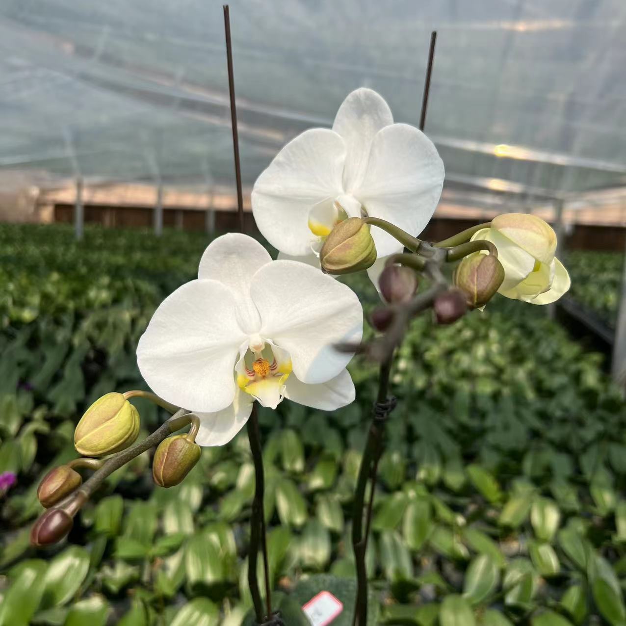 植趣花卉【大白v3】3.5加高爆根超成熟 花剑刚冒头
