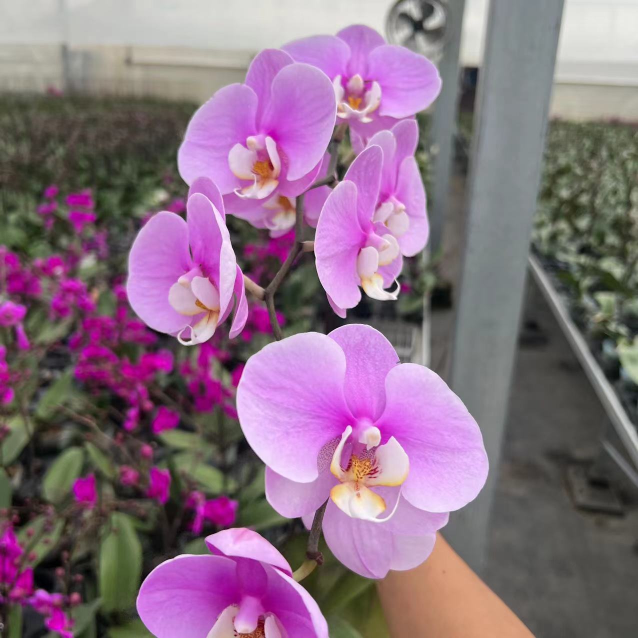 植趣花卉【大安娜】蝴蝶兰3.5加高苗 双剑发货 多叶层