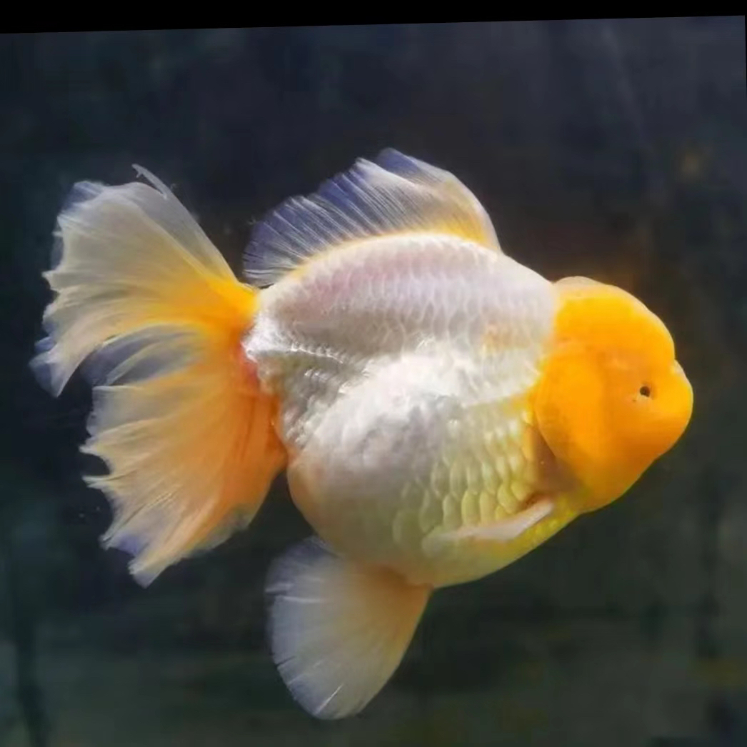 玛丽泰狮金鱼元宝狮金鱼活体易养耐活