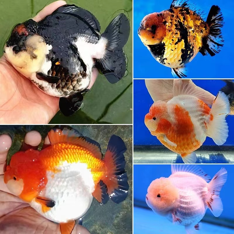 玛丽泰狮金鱼元宝狮金鱼活体易养耐活