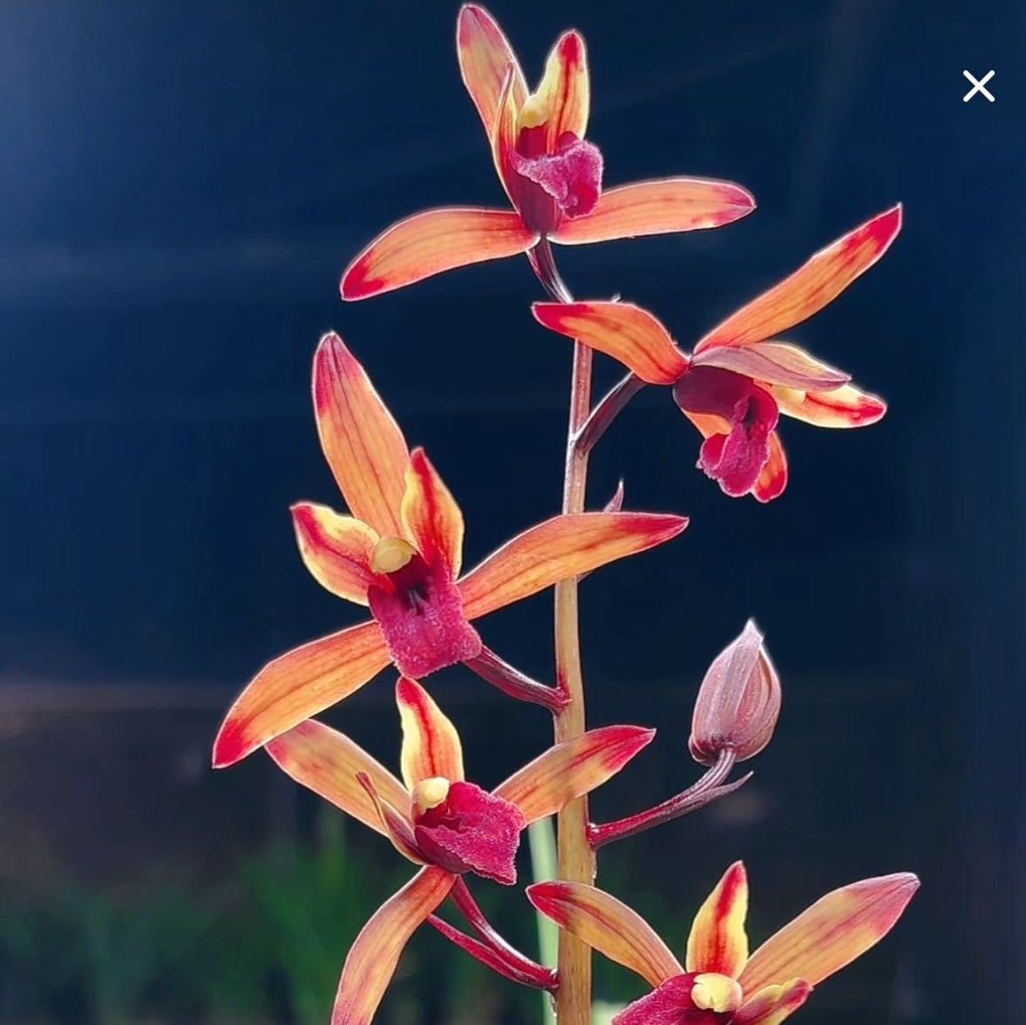 盆景绿植市场直播专用