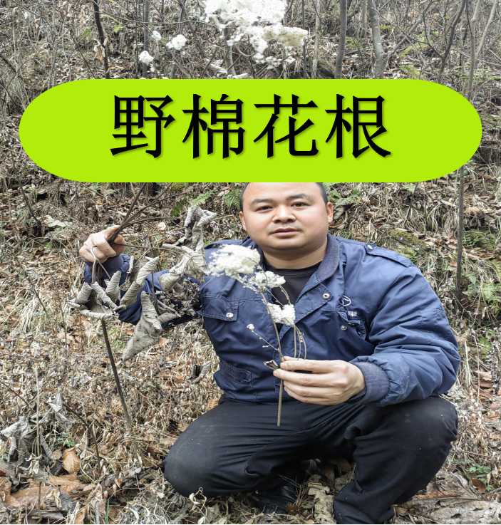 野棉花根 甘野棉花根 野棉花梗