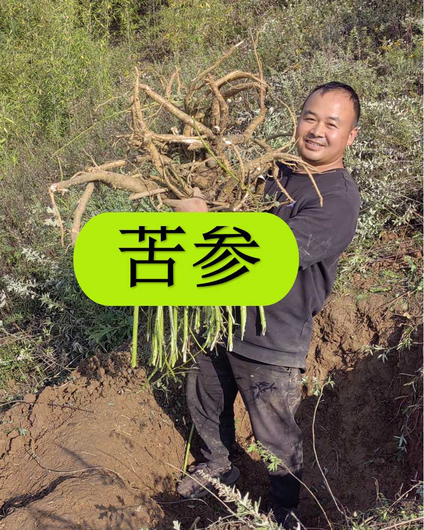 深山现挖野苦参地槐条山槐根皮肤痒痱子妇科【别拿种植的比价格】 
