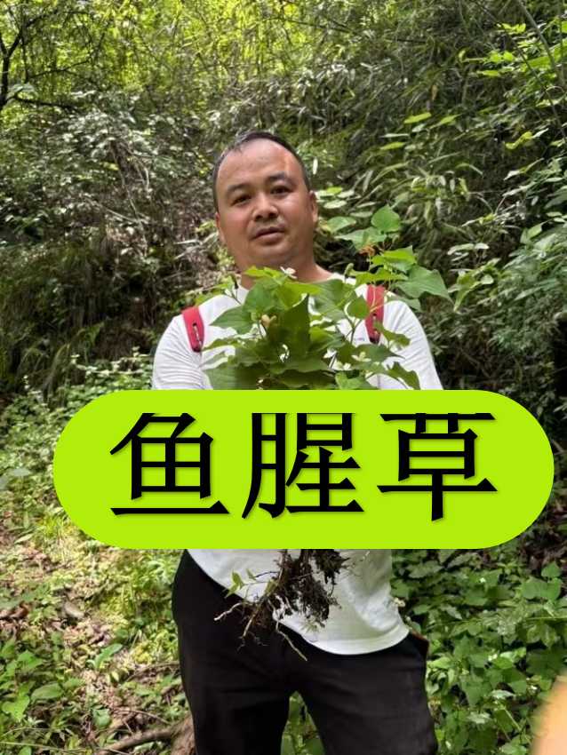  鱼腥草 甘肃大山自採 假一赔十的