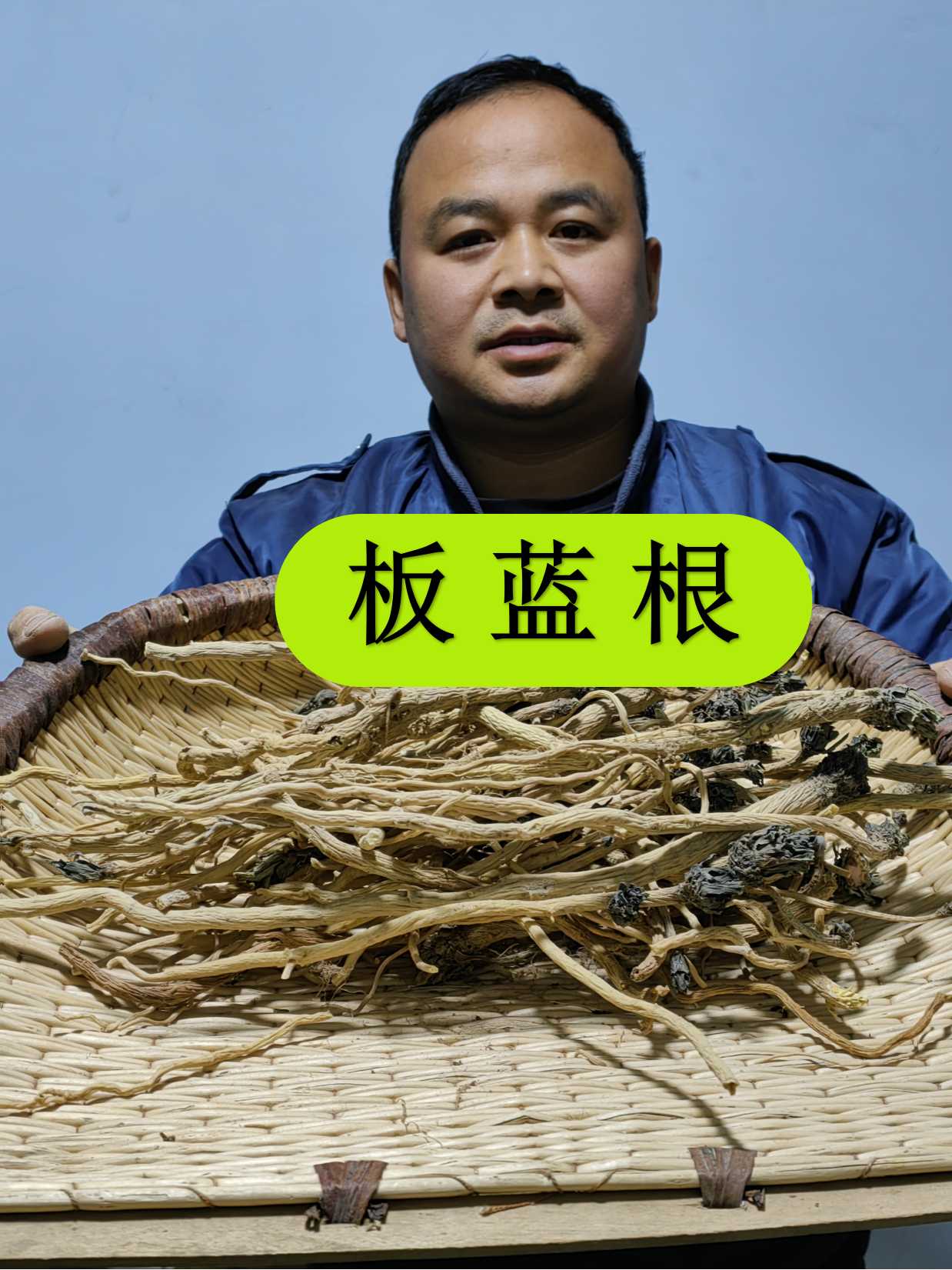 板蓝根 甘肃非种植的板蓝根大小根都有梗
