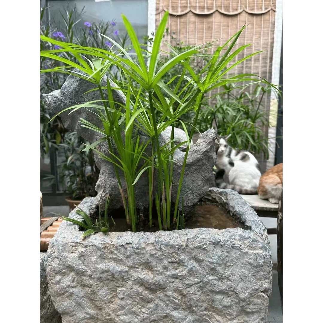 水竹龟水竹盆栽绿植水棕竹鱼缸水生植物水池塘旱伞草草苗四季常青