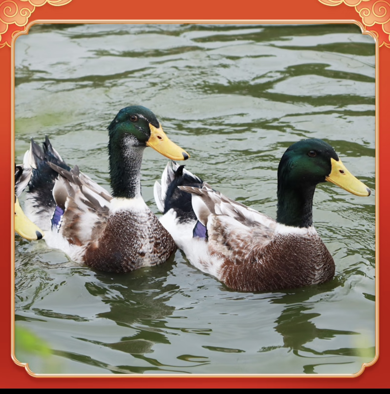 喝山泉水吃五谷杂粮的青头鸭毛重 5.2-5.7斤顺丰发深圳