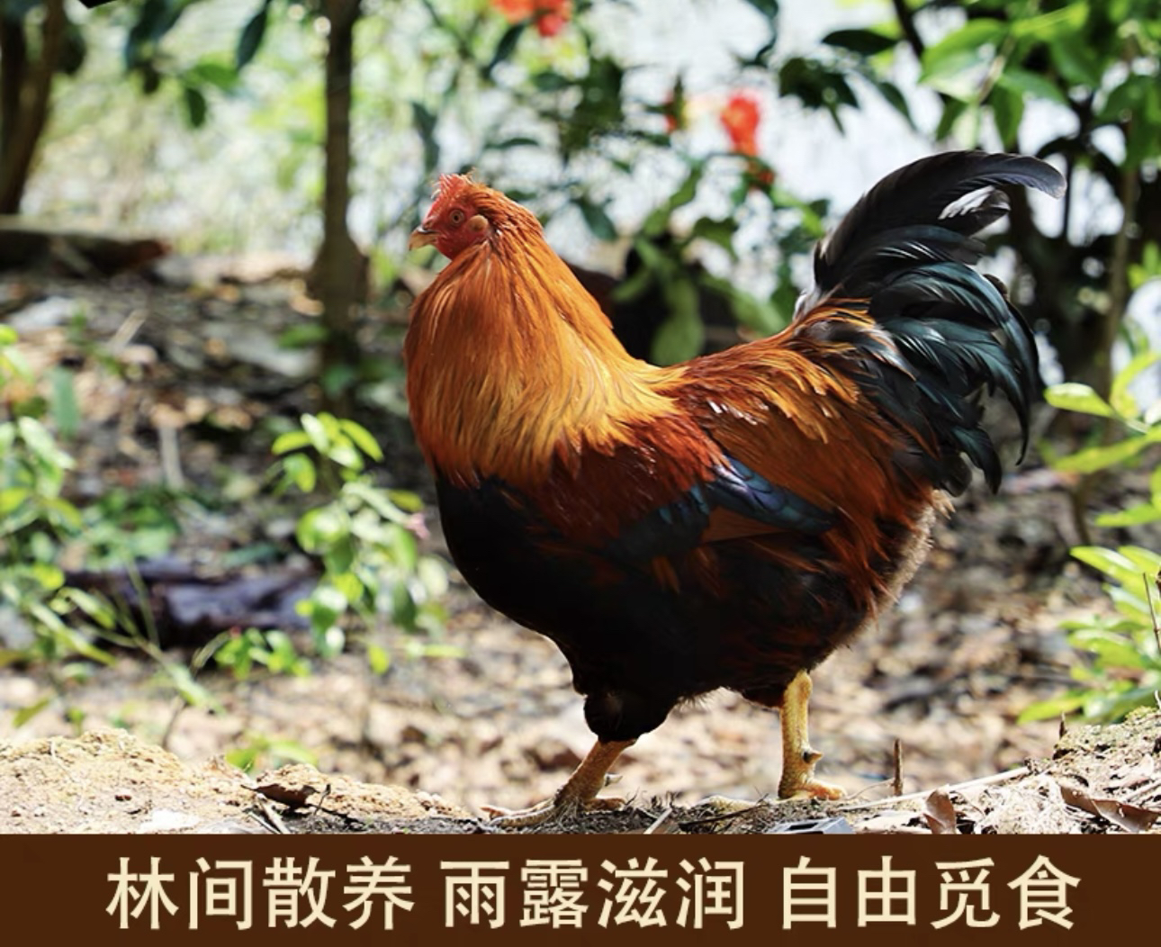 吃五谷杂粮300天的清远阉鸡毛重5.3-5.8斤顺风配送最快半小时到