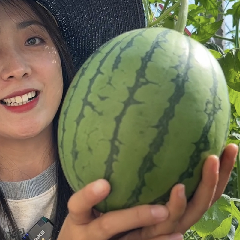 礼品2K西瓜苗礼品西瓜秧苗早春手剥西瓜苗