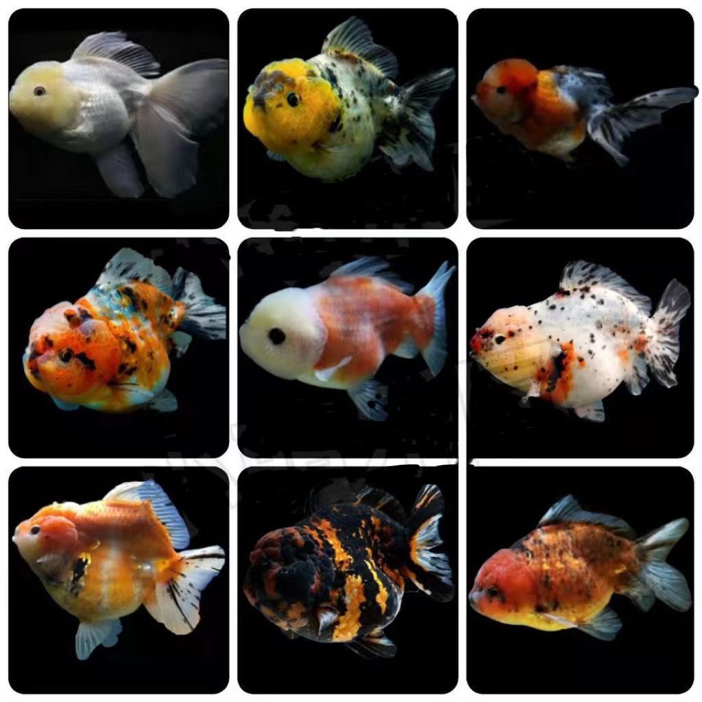 金鱼观赏鱼泰狮百褶冷水鱼。