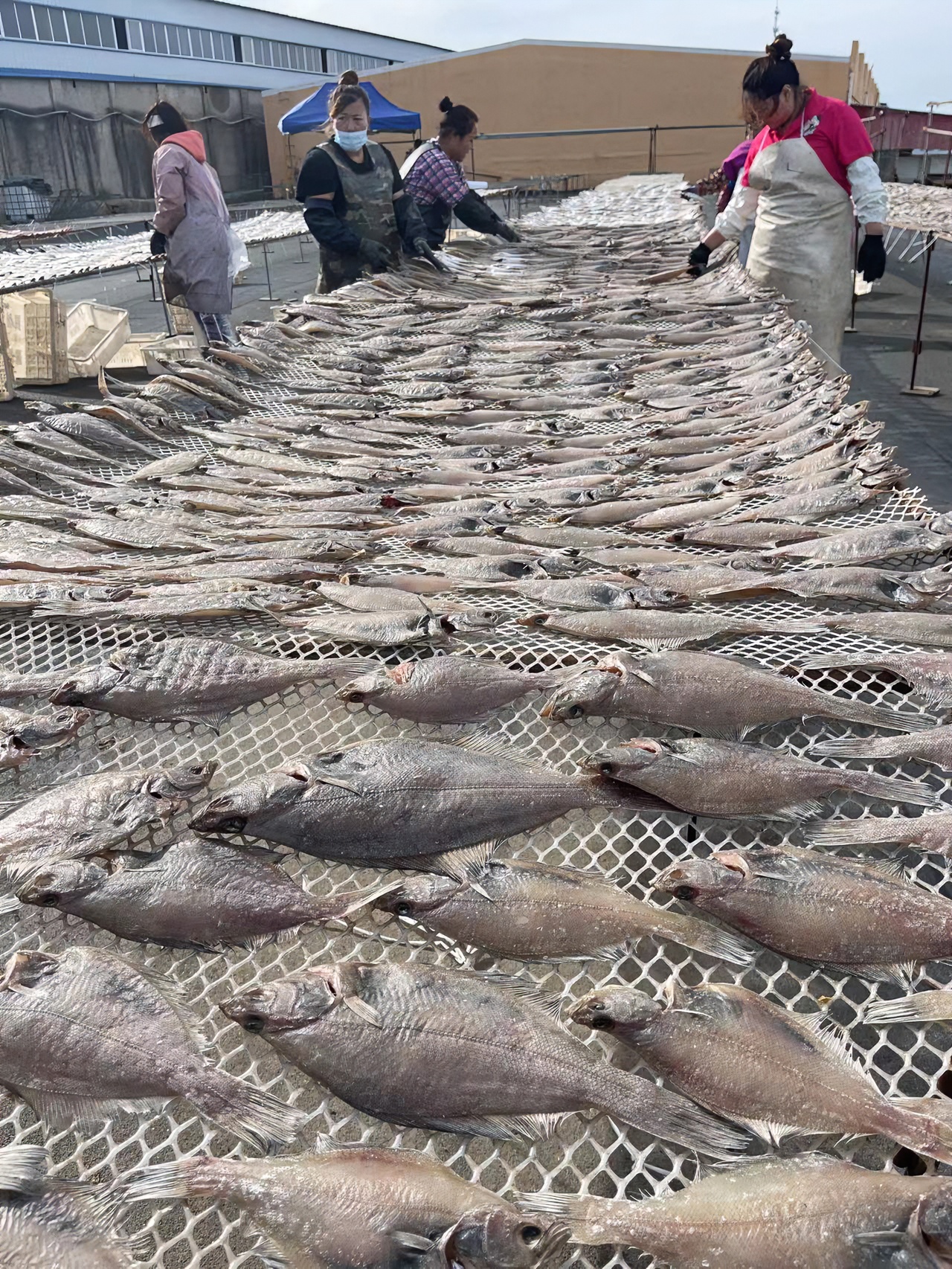 大连野生一卤鲜偏口鱼/微咸/3斤（大小不均匀）