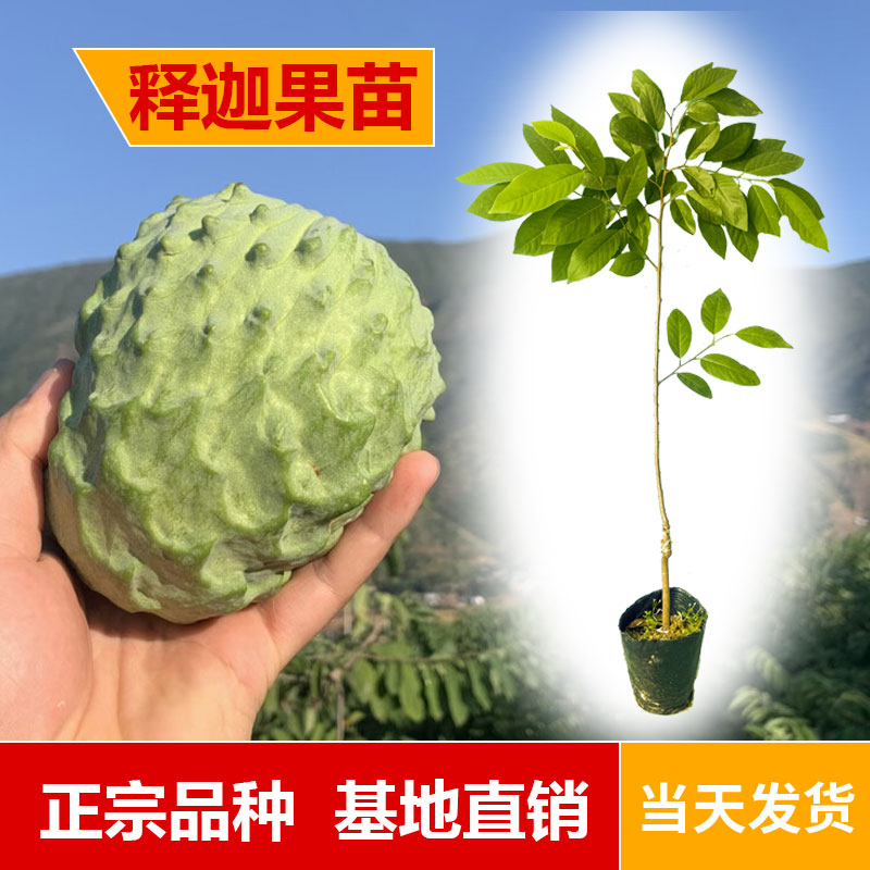牛奶释迦果当季番荔枝凤梨释迦水果