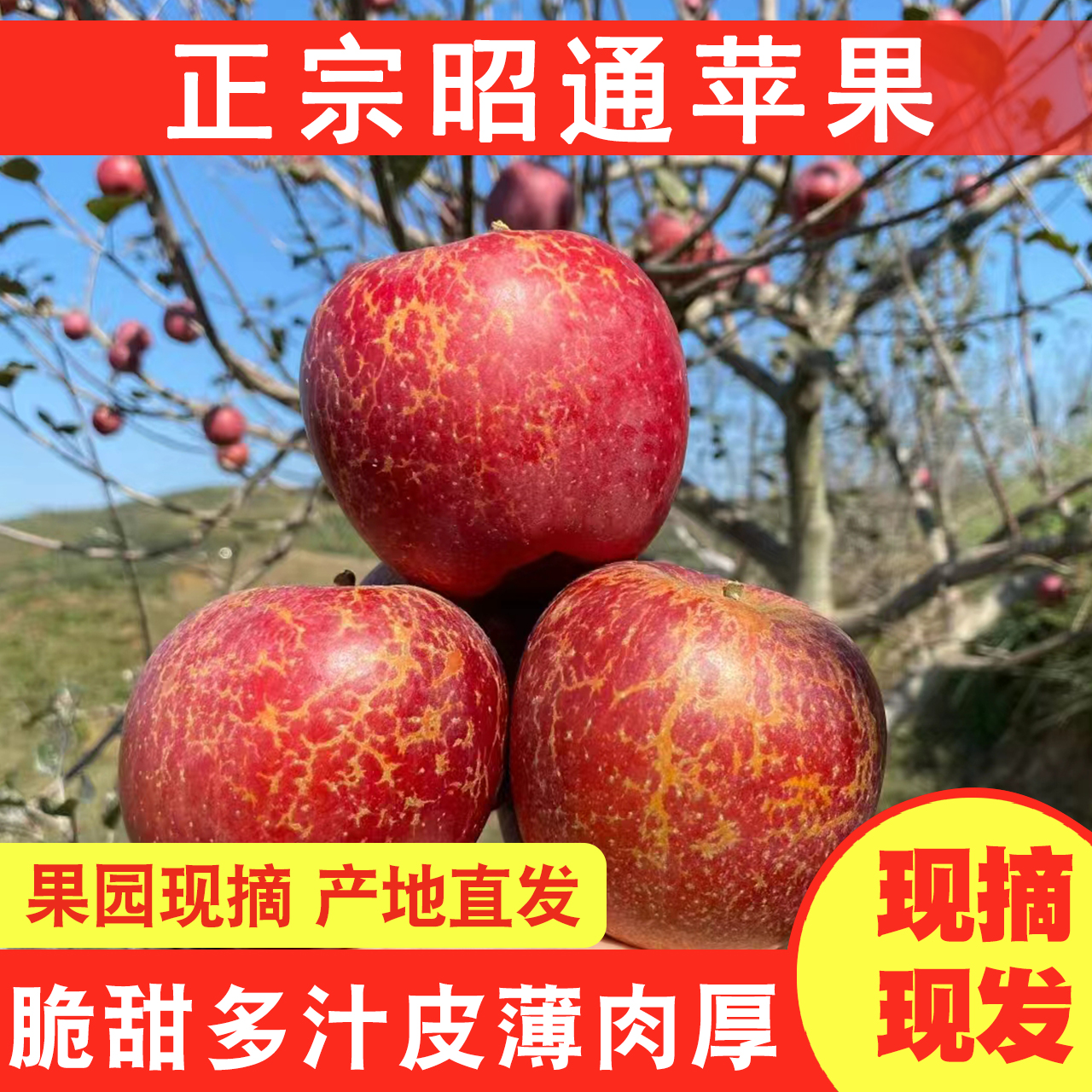 正宗云南昭通冰糖心丑苹果脆甜多汁新鲜现摘现发好吃5/10斤包