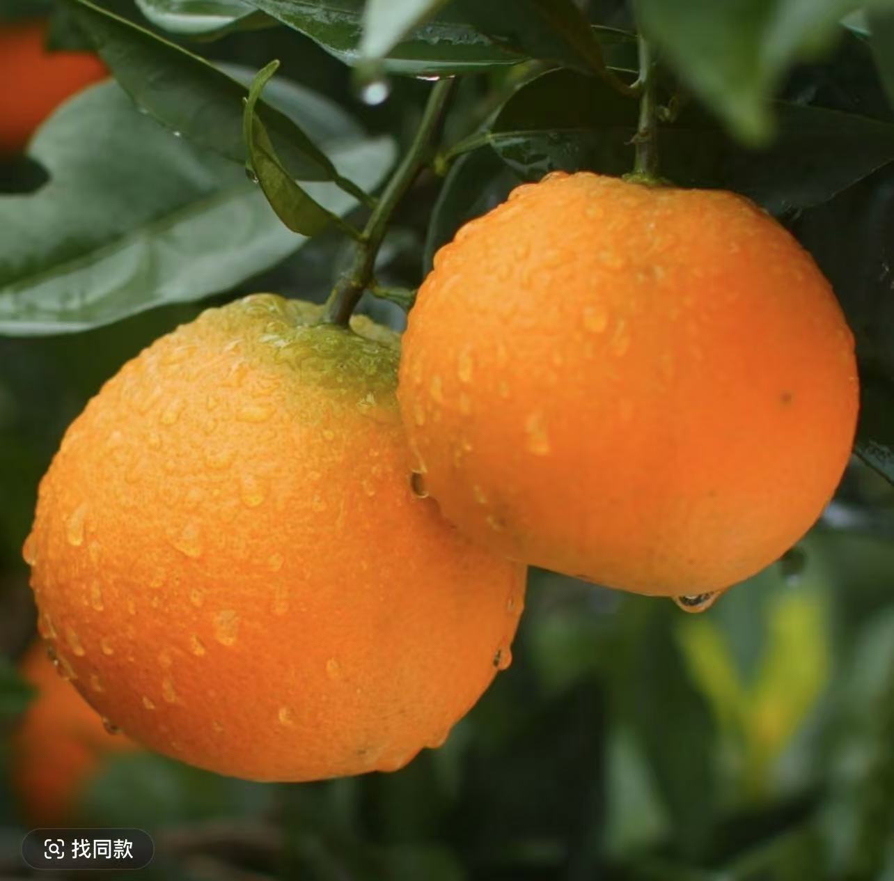 正宗奉节草堂脐橙福利小果5-10斤香甜化渣脆甜多汁