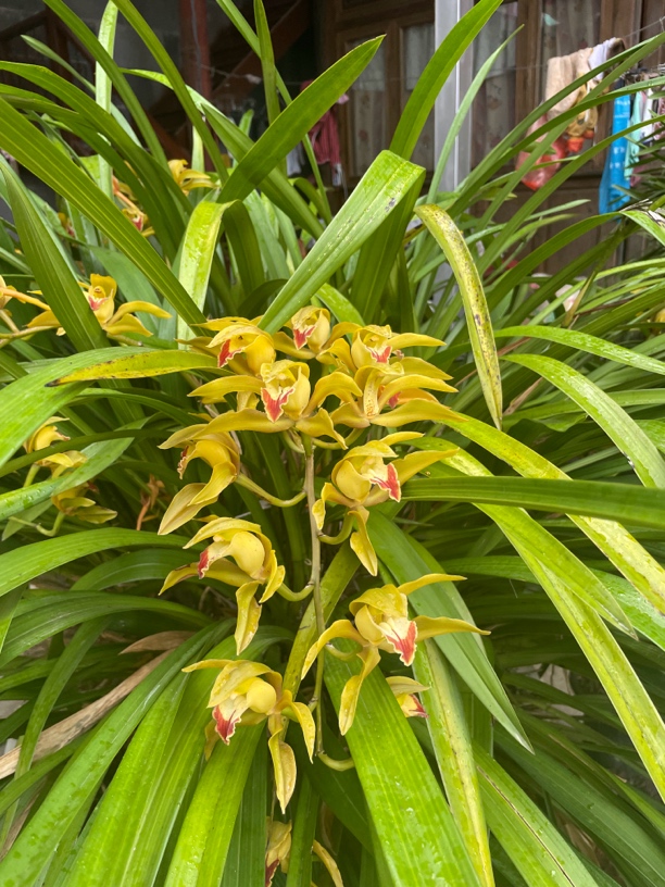 云南滇西精品虎头兰