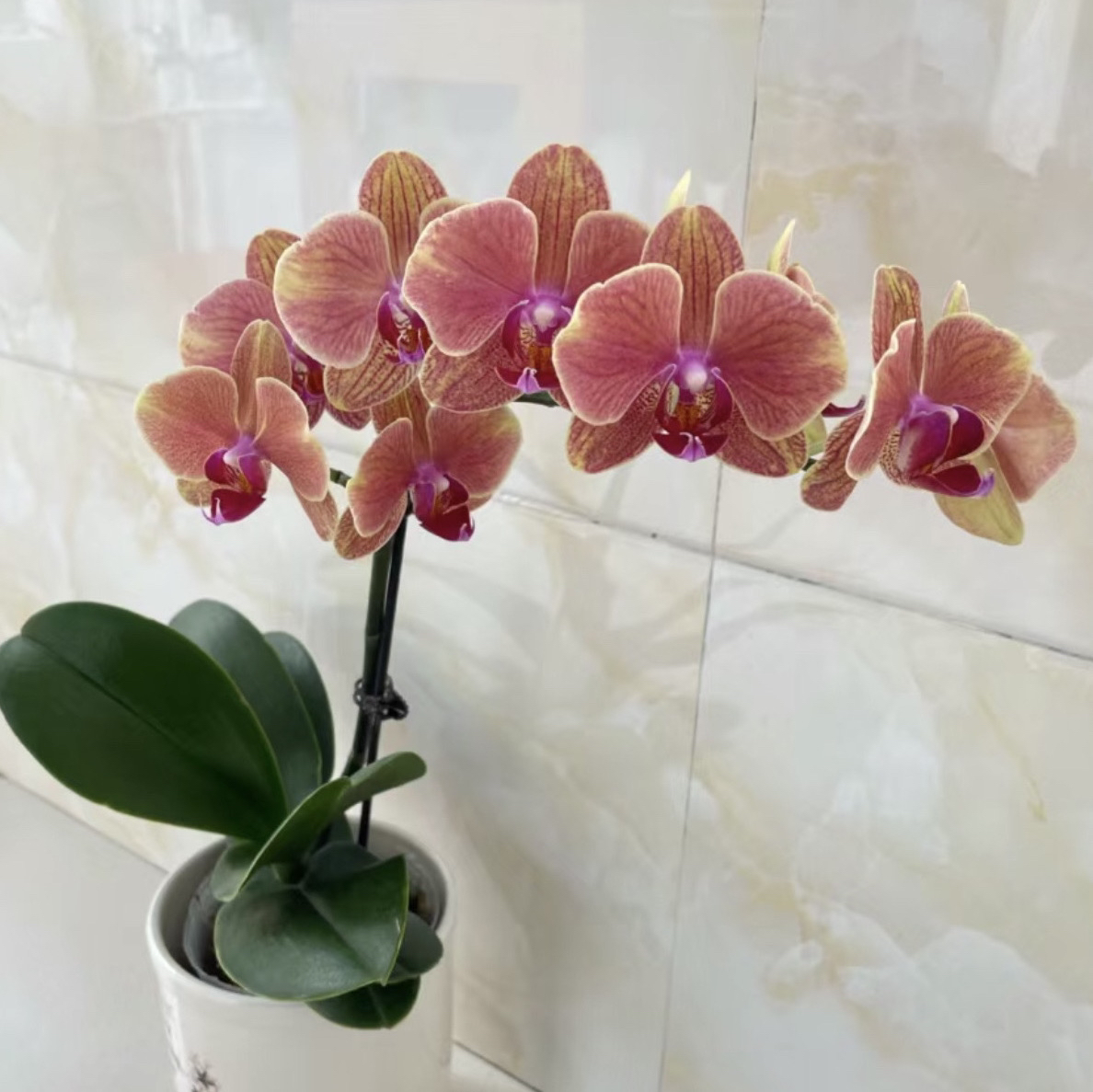 【吉利】橘色系蝴蝶兰3个月花期带条纹状带盆