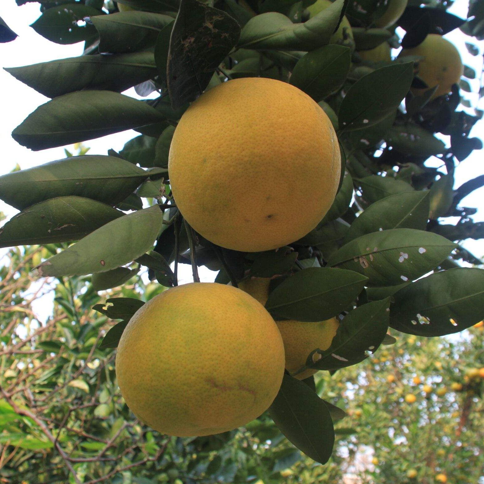 地杰【地杰优选】葡萄柚水果树苗蜜柚园艺高端盆栽庭院阳台推荐包邮