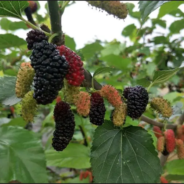 地杰【地杰优选】大十桑葚园艺高端盆栽庭院阳台推荐包邮