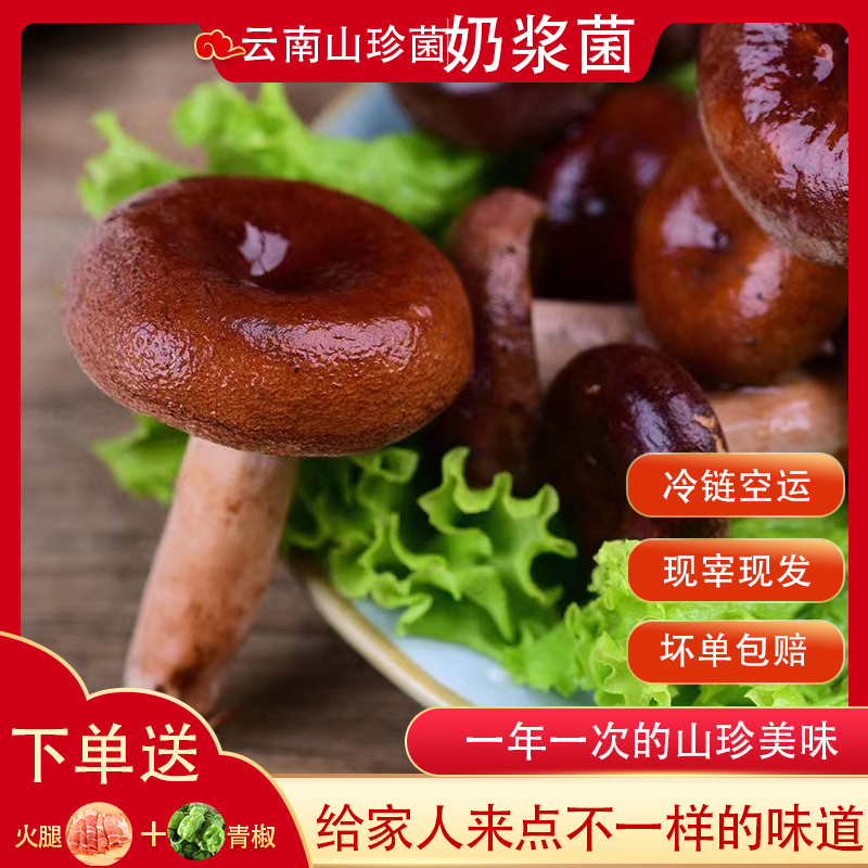 新鲜野生奶浆菌云南野生菌食用蘑菇菌子农家美味食材顺发货