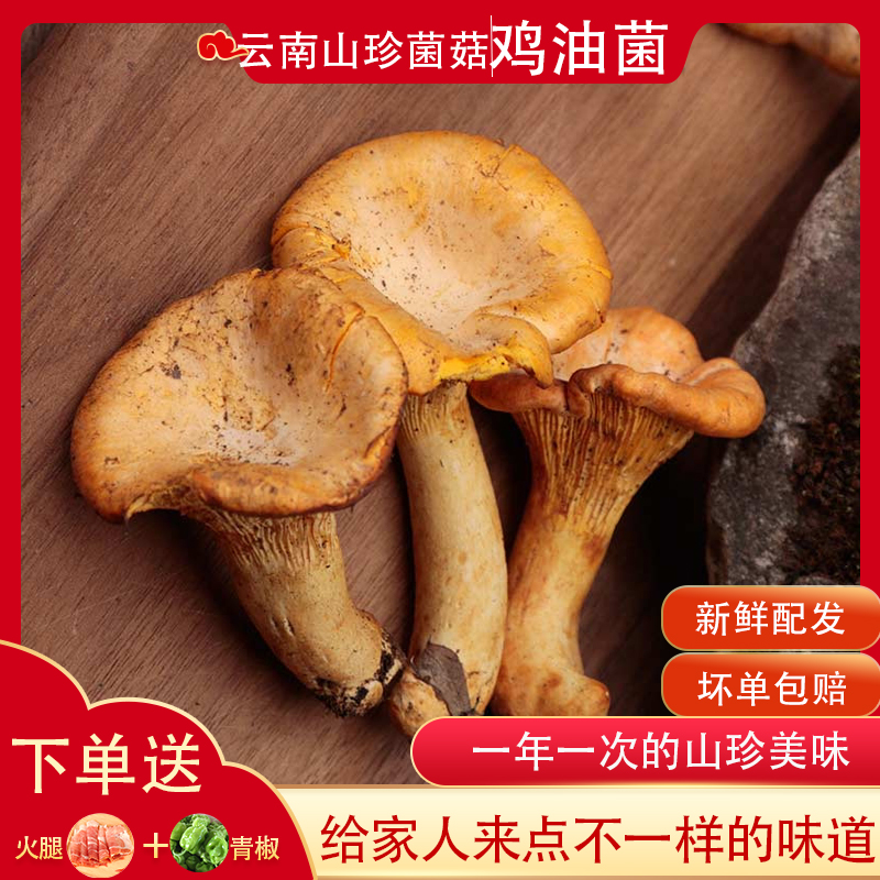新鲜野生鸡油菌云南黄菌鸡蛋菌农家食用菌子美味食材煲汤鲜嫩250g