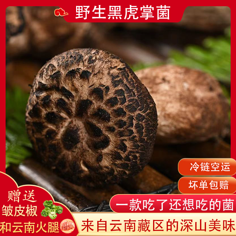 新鲜黑虎掌菌獐子菌云南山区特产食用蘑菇精选现货山珍食材