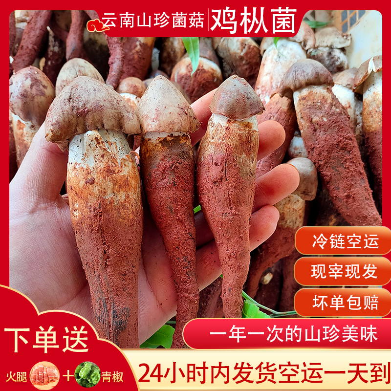 新鲜鸡枞菌云南野生菌当季食用菌菇农家自采蘑菇山珍味美鸡棕菌