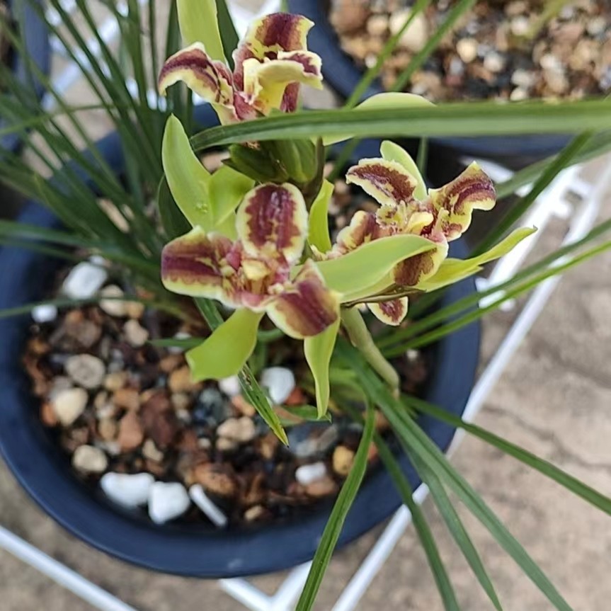 随州兰花直播间春兰蕙兰带花苞异草叶艺兰奇花变异丝稿虎斑中透