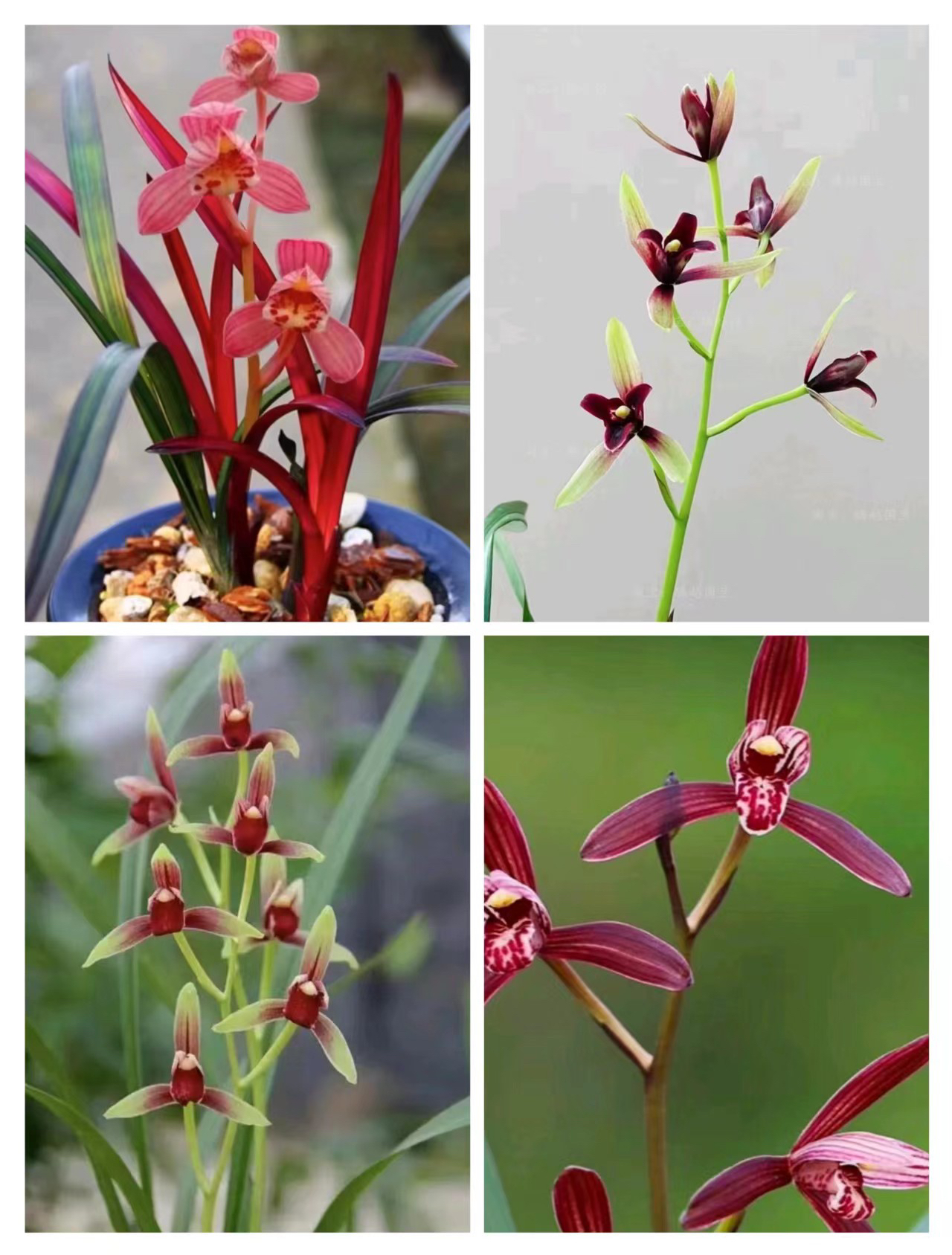 兰花室内直播间一物一拍（请勿乱拍东方）兰花盆栽阮迪慧兰草客厅