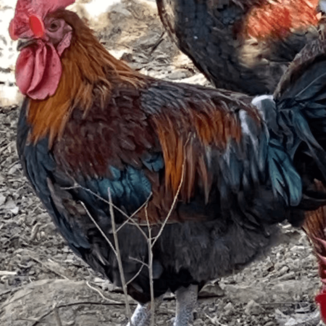 【猴瘦瘦农场】散养大公鸡一只（冷冻发货）3.5斤以上