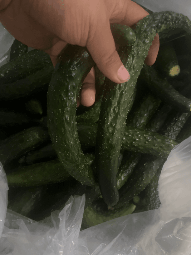 【猴瘦瘦农场】腌黄瓜的黄瓜头五斤（粗的细的弯的，介意慎拍！）