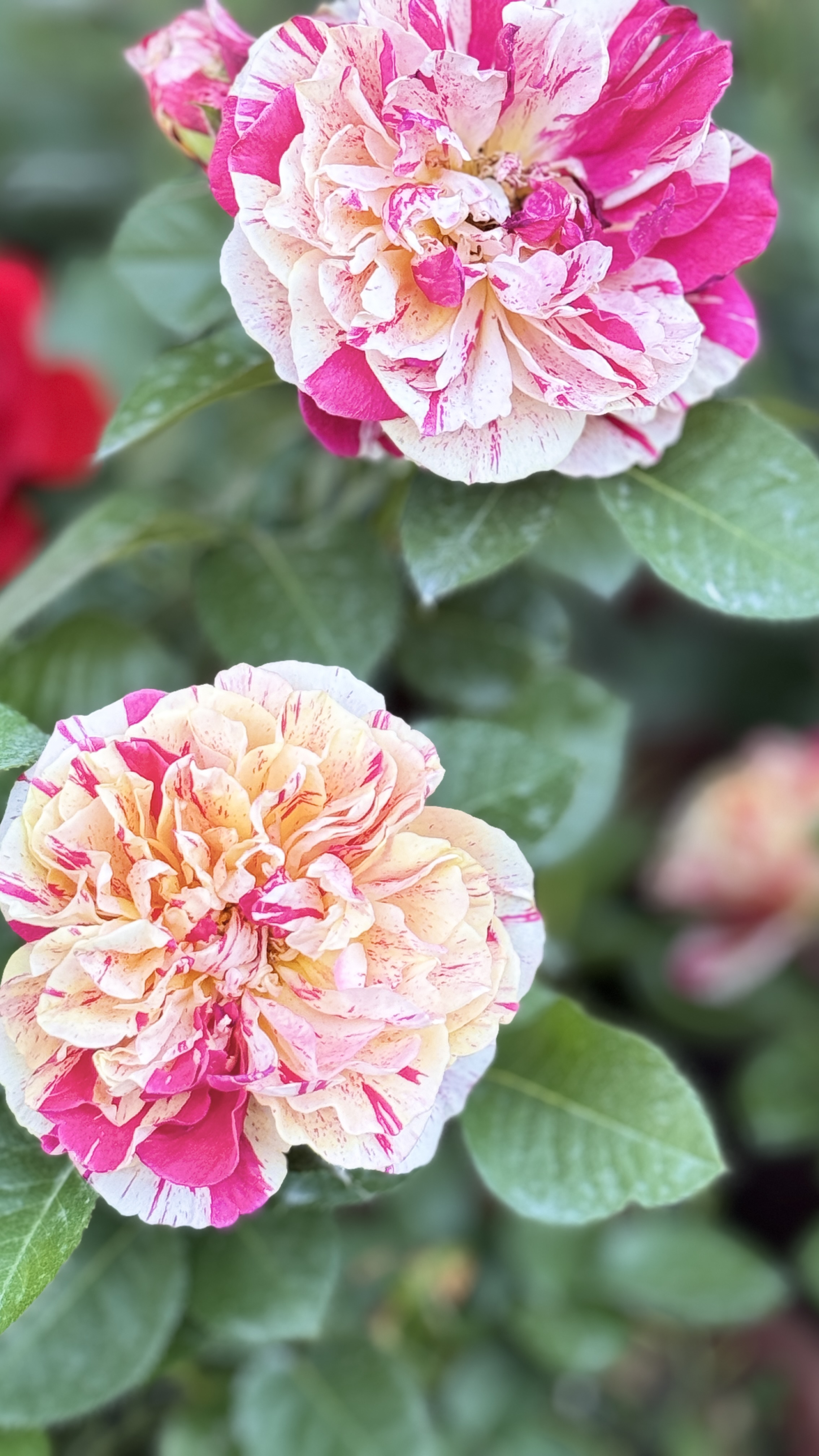 【新疆包邮】盆栽花一物一拍