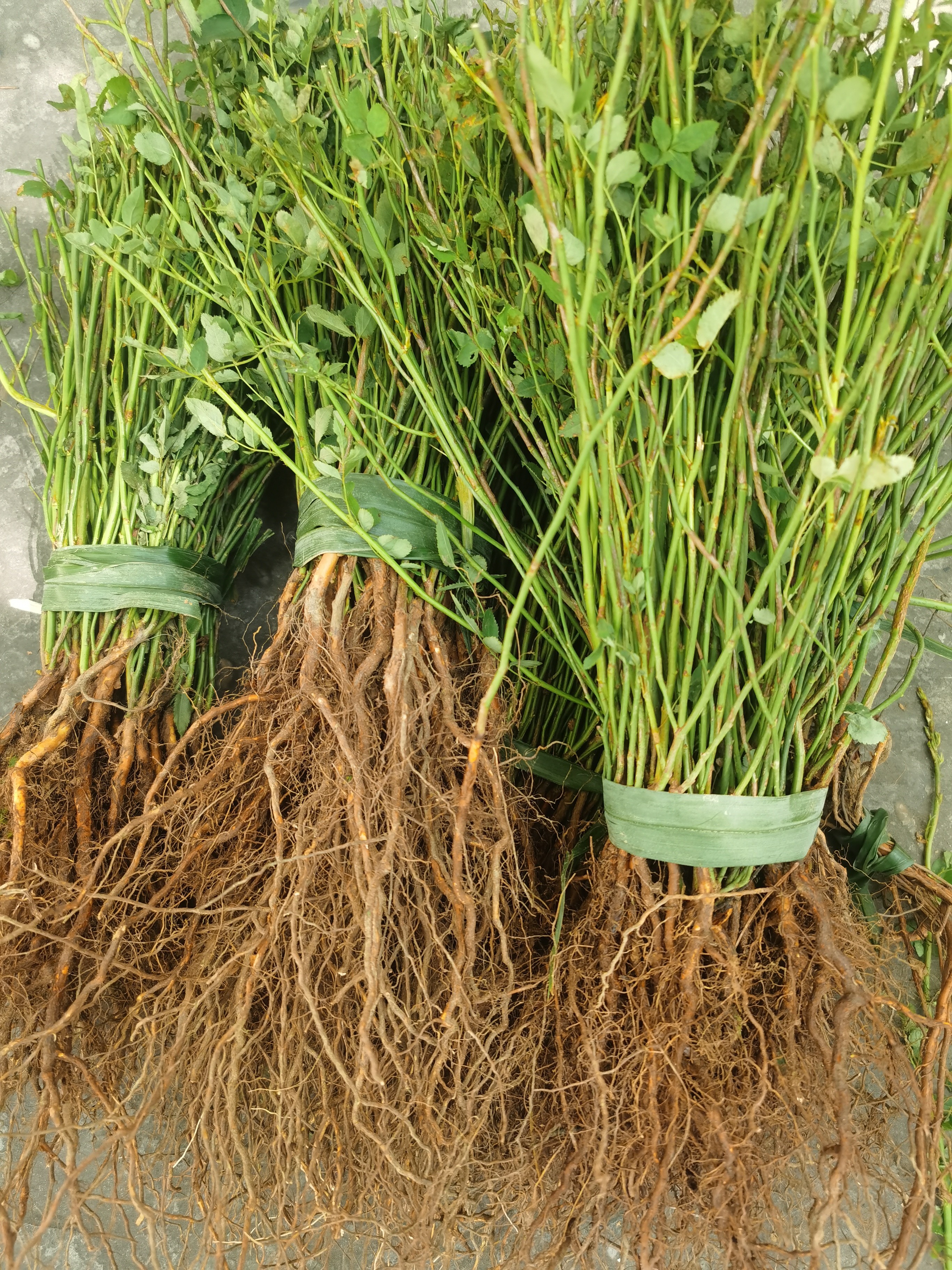 无刺蔷薇小苗，需要栽培长大后嫁接，90棵