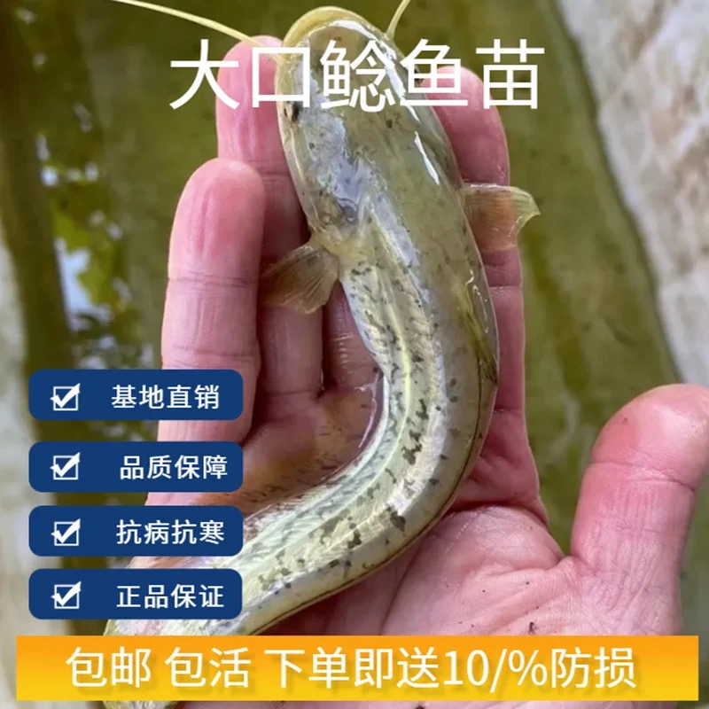 新鲜现捞四川土鲶鱼苗 每条10-30g  沟鲶渔场直发