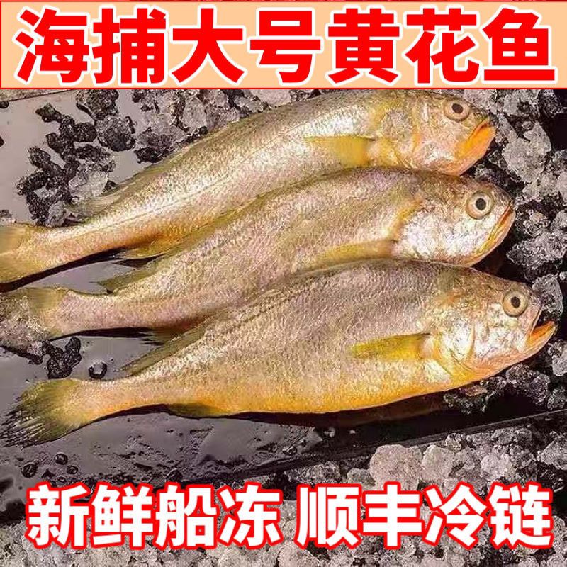 黄花鱼大规格新鲜冷冻野生海捕黄鱼小黄鱼水产批发整箱6斤冷冻
