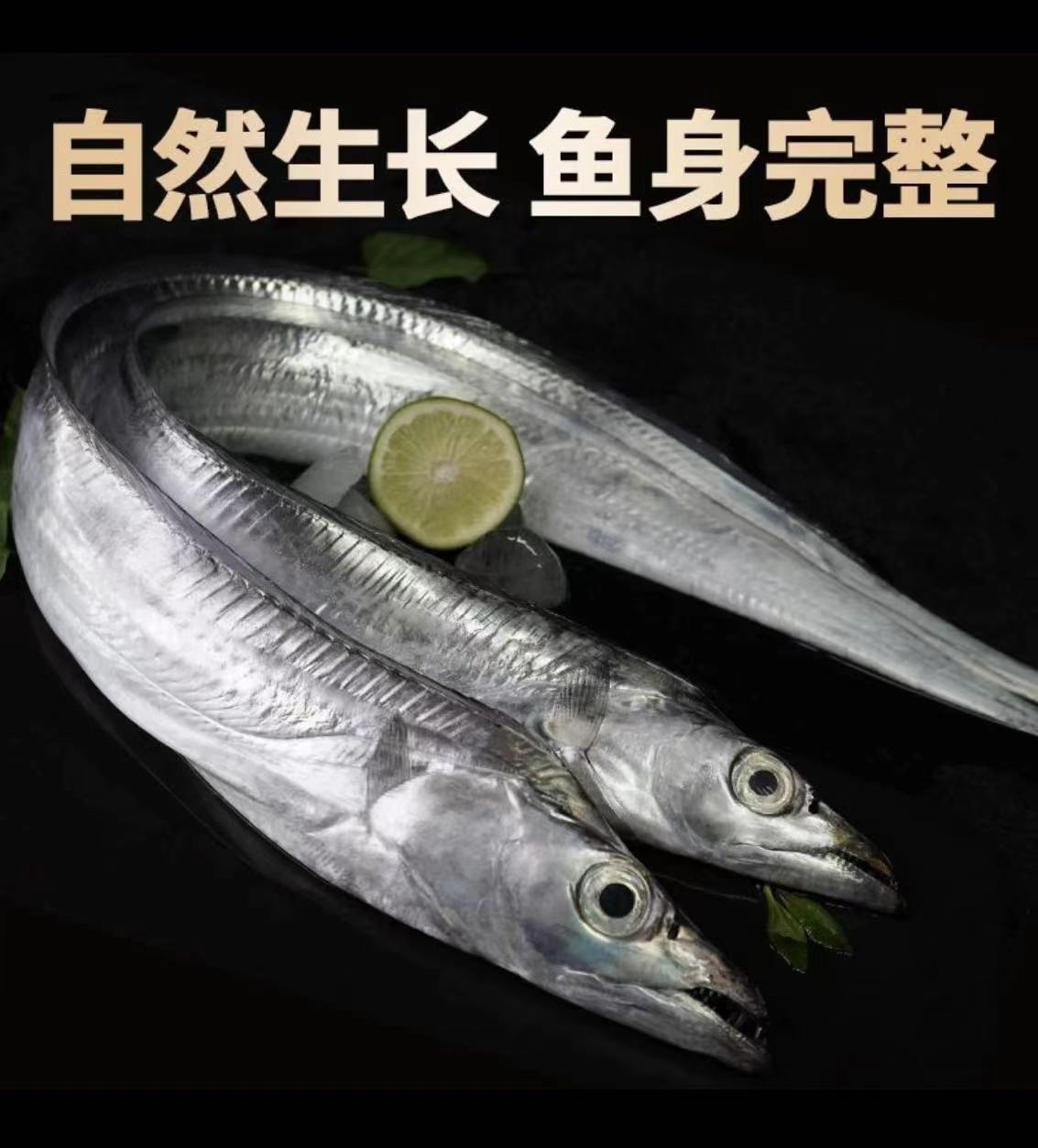 精品钓带 无冰不破肚【大号掉带鱼半斤/发10条】刀鱼油带顺丰冷链