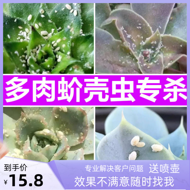 多肉蚧壳虫专杀黑法师老桩肉肉介壳虫杀虫药小白虫蚧必治花药用药
