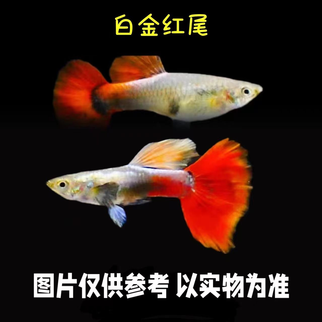 白金红尾孔雀鱼2-3cm（16送4备损发20条10对）