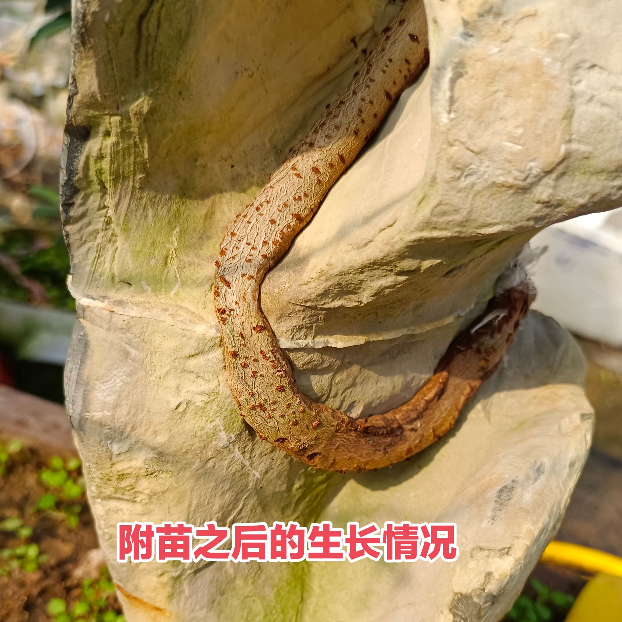 附石盆景榆树朴树三角枫澳洲杉榕树