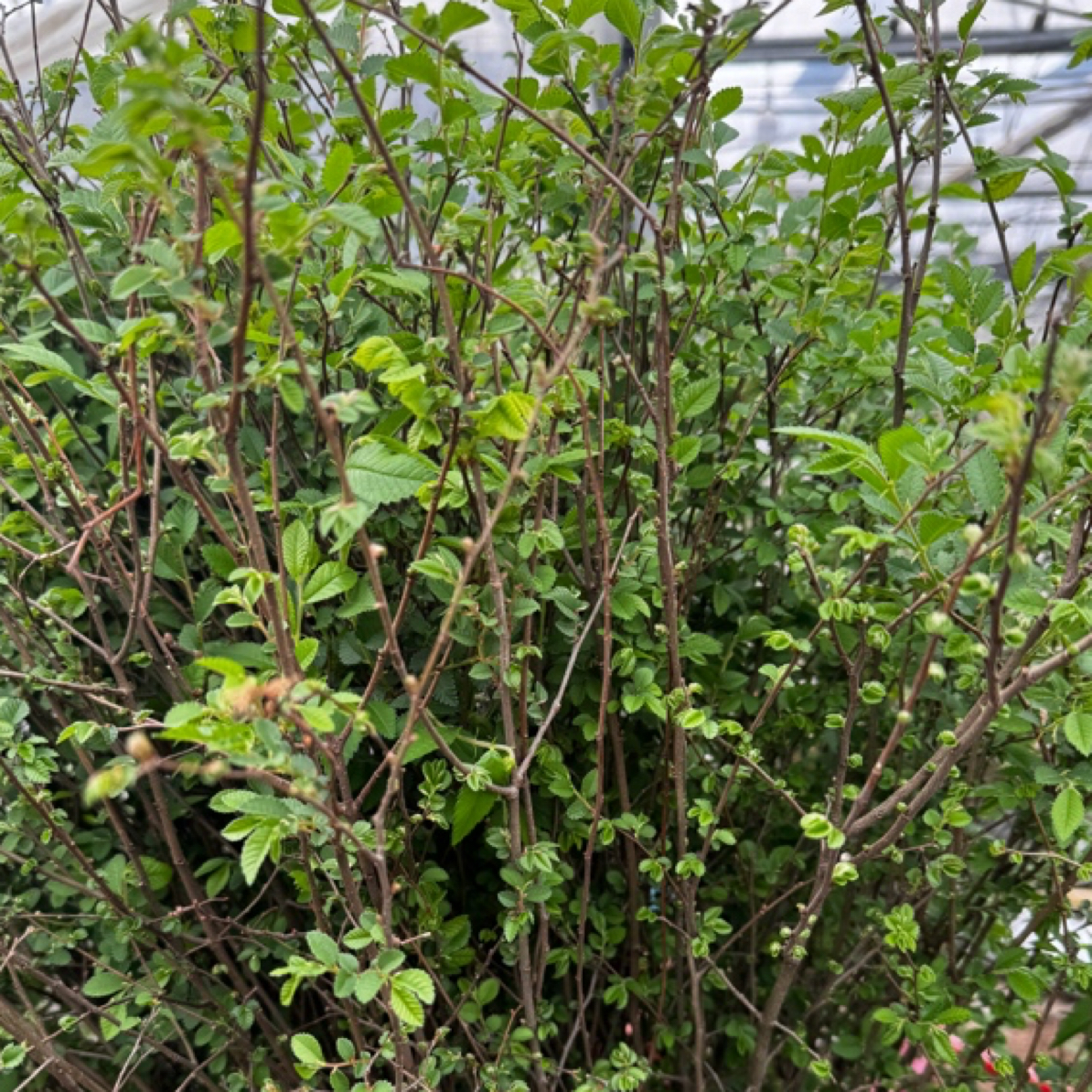 小叶榔榆苗 白腊苗  鸡爪槭树 苗罗汉丁香苗  附石盆景专用树苗 