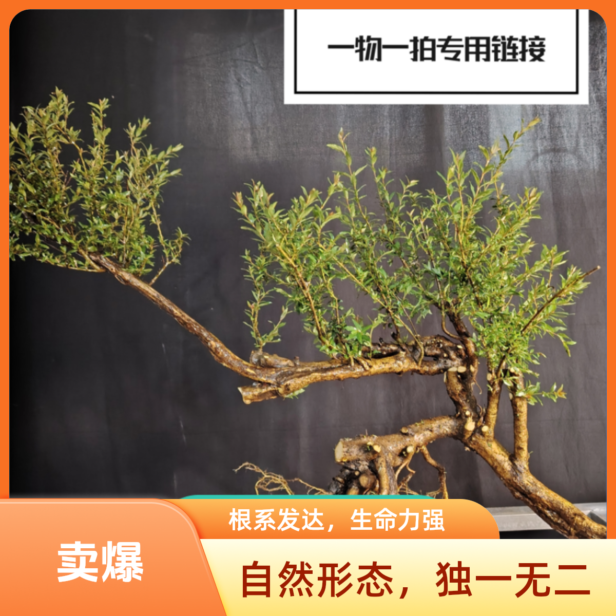 水杨梅老桩!小叶红芽可土培沙培水培鱼缸造景水杨梅鱼缸造景