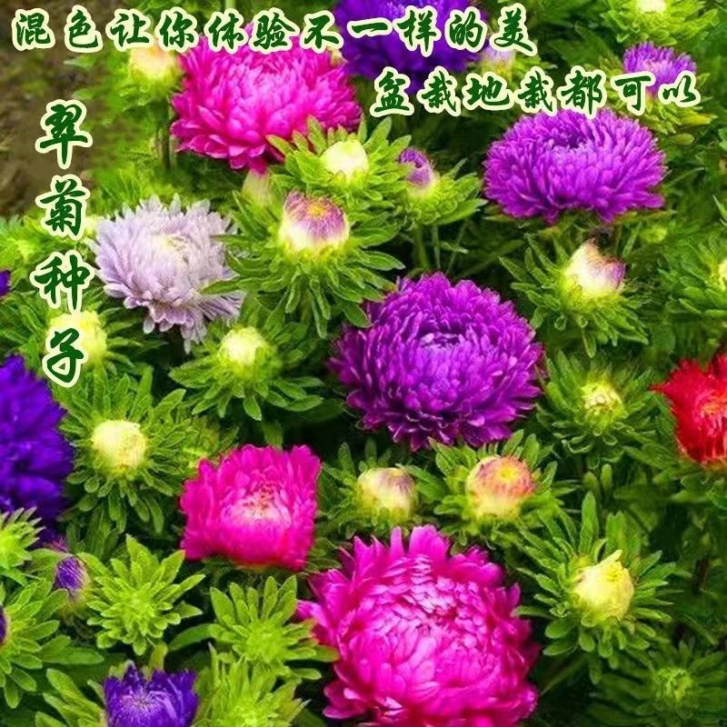 【四季种植矮杆翠菊】花种子阳台盆栽庭院易活花草花卉种子