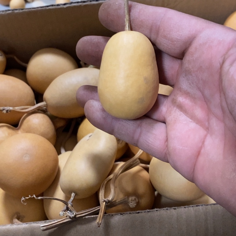 【闪购商品】铜葫芦用****1