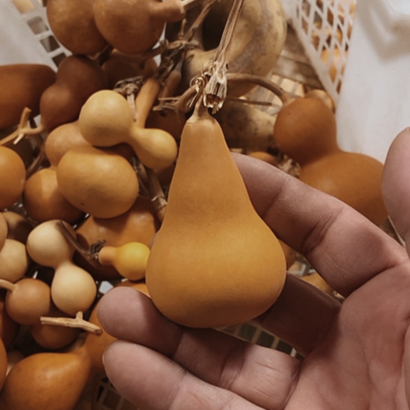 【闪购商品】铜葫芦爱**?